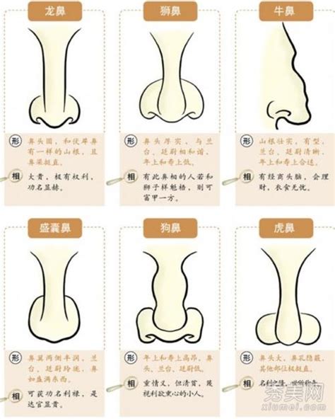 面相 看到鼻孔|面相入门